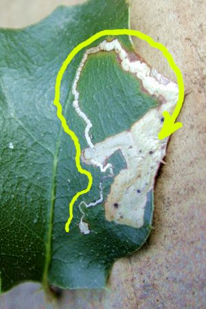 leafminer_sm.jpg