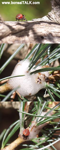 spittlebug_sm.jpg