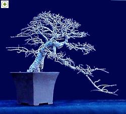 CLICK TO ENLARGE: Cascade Elm