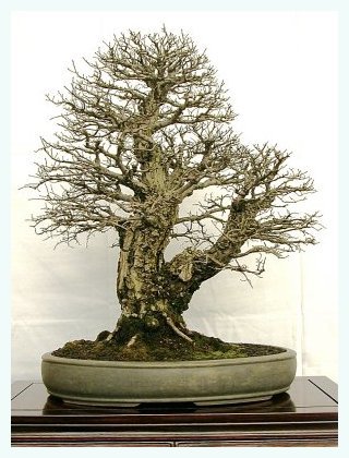 sm_carpinus.jpg