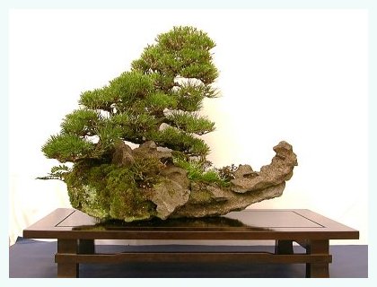 sm_pinus.jpg