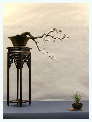 sm_prunus.jpg