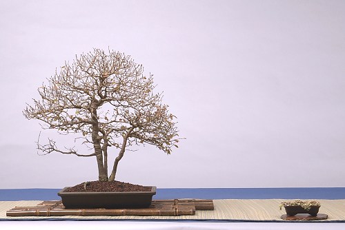 DSC_0032_web.jpg