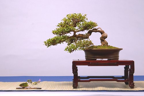DSC_0035_web.jpg