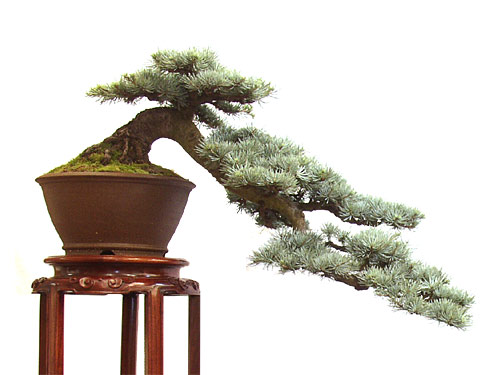 P1203865c.jpg