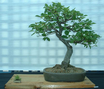 Alder.jpg