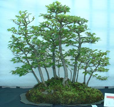 Beech.jpg