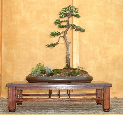 C_obtusa_nana_gracilis.jpg