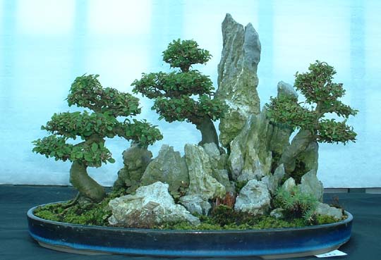 Chinese_Elms.jpg
