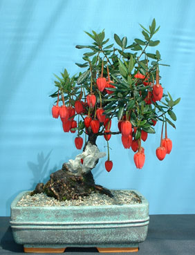 Chinese_Lantern.jpg