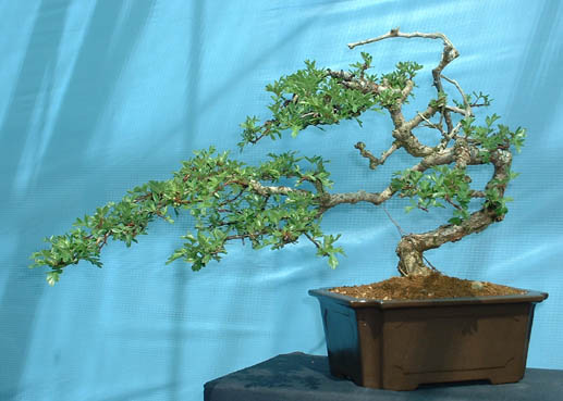 Hawthorn.jpg