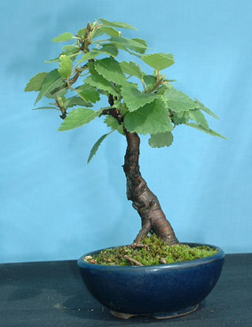 Mame_Birch.jpg