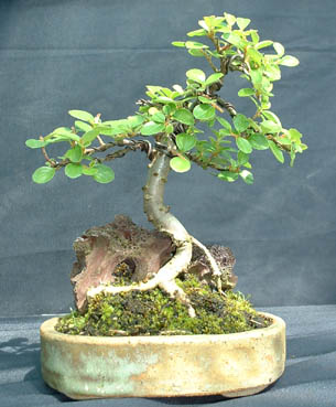 Mame_Cotoneaster.jpg
