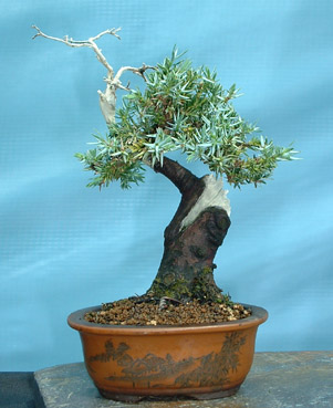 Mame_Juniper_close.jpg