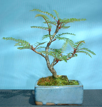 Mame_Sorbus.jpg