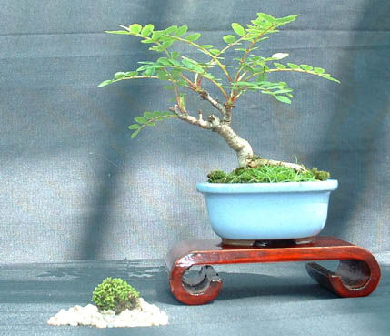Mame_Sorbus2.jpg