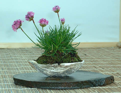 Sea_thrift_shell.jpg