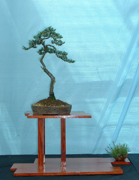 Shohin_Juniper_squamata.jpg