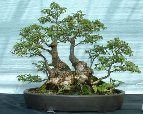Wych_Elm_Clump.jpg