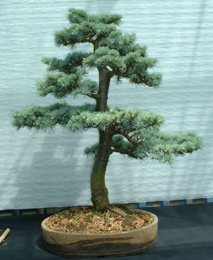 atlantic_blue_cedar.jpg