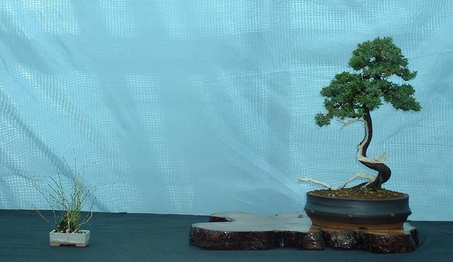 shohin_common_juniper.jpg