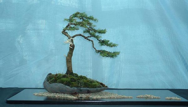 spruce.jpg