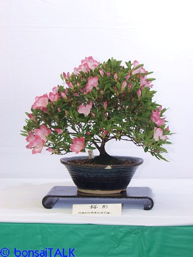 P5195524_adj_sm.jpg