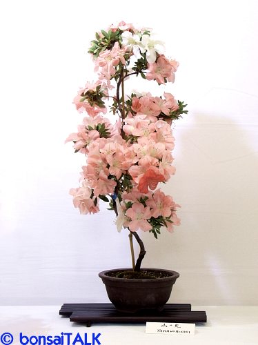 P5195526_adj_sm.jpg