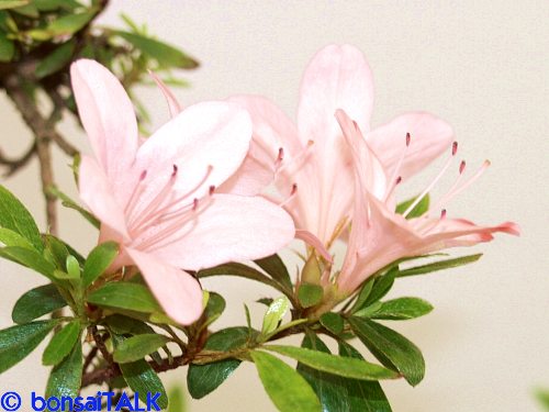 P5195544_shinran_sm.jpg