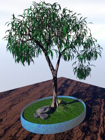 Eucalyptys2.jpg