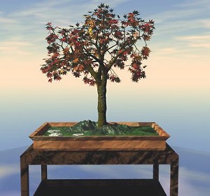 JAPANESEMAPLE_01.jpg