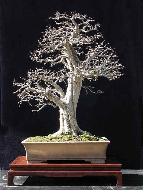 Hawthorn1.jpg
