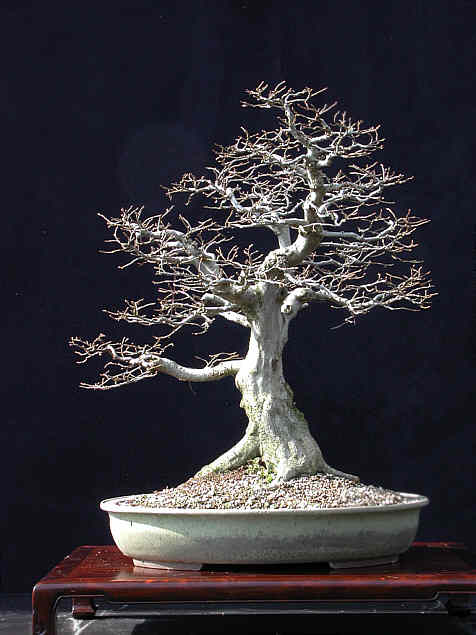 Hawthorn2.jpg