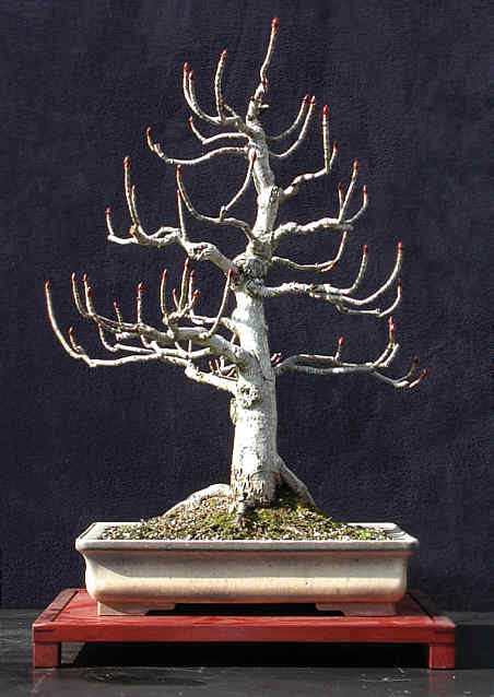 chestnut1.jpg