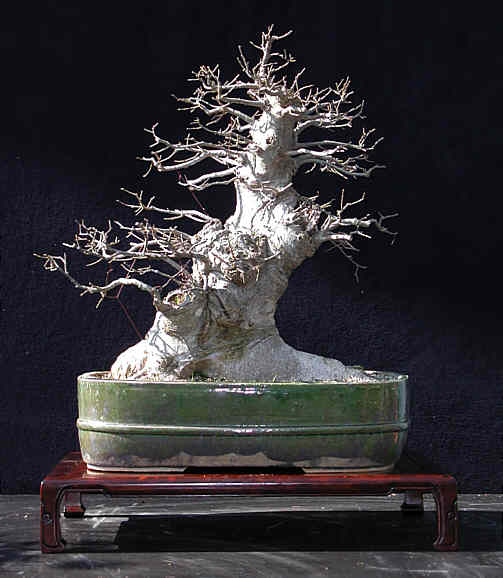 hackberry2.jpg