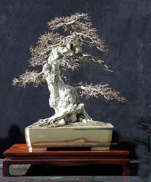 hornbeam1.jpg