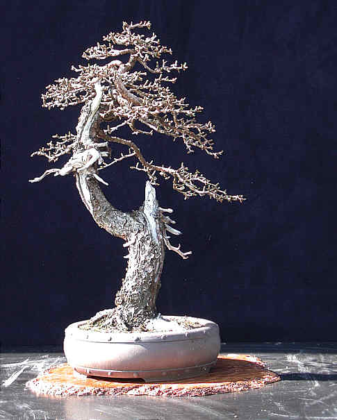 larch3.jpg