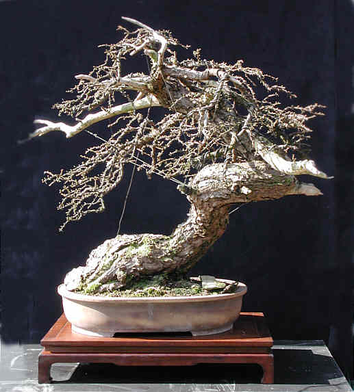 larch4.jpg