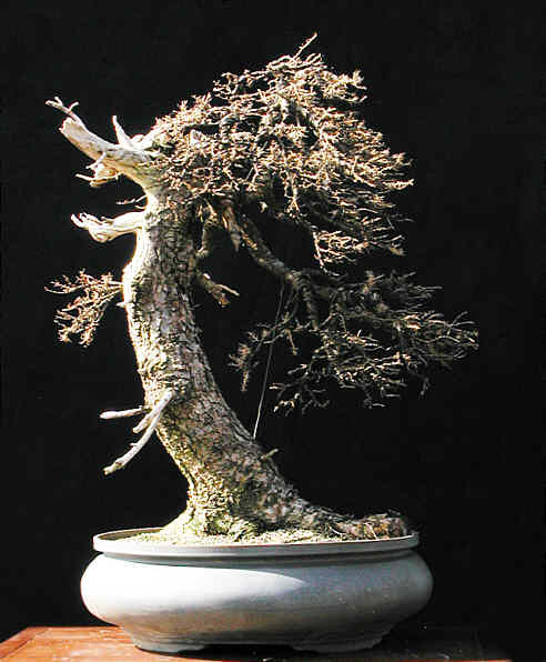 larch5.jpg