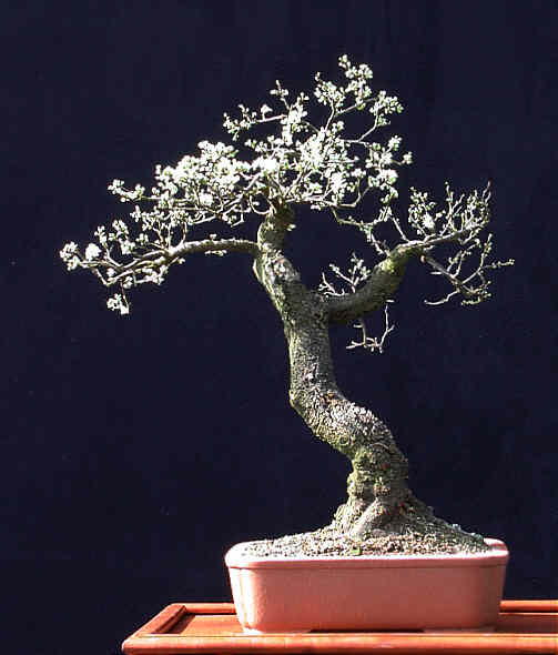 sloe1.jpg