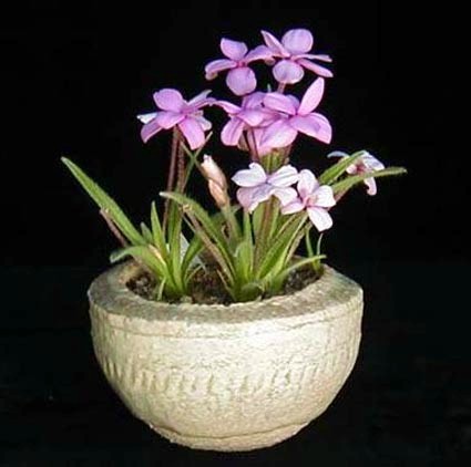 Rhodohypoxis_baurii_FRED_BROOME.jpg