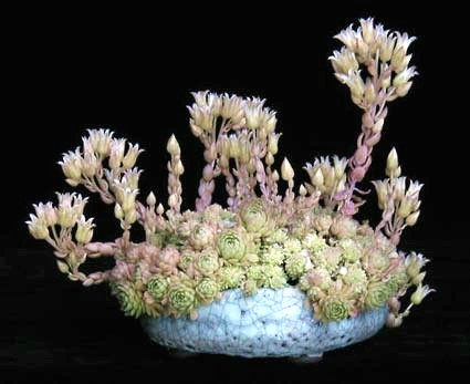 Rosularia_pallida.jpg