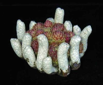Sempervivum_Hey_Hey_Hauswurz.jpg