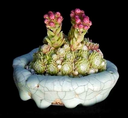Sempervivum_arachnoideum.jpg